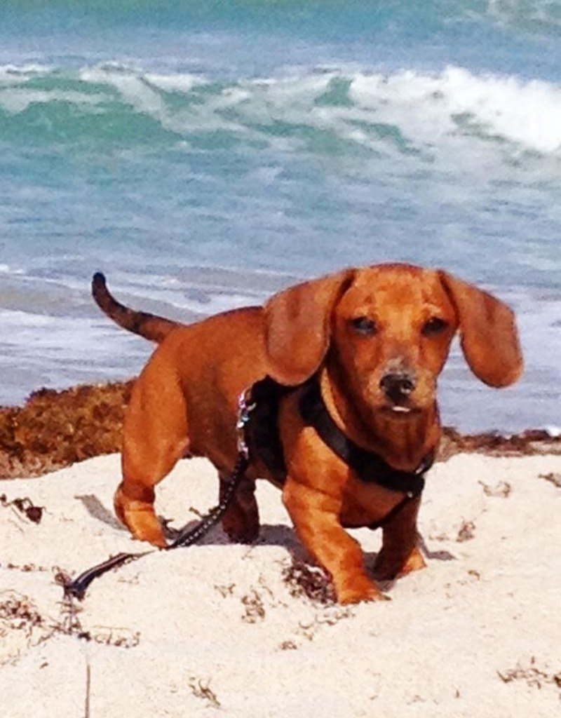 Beach Boy