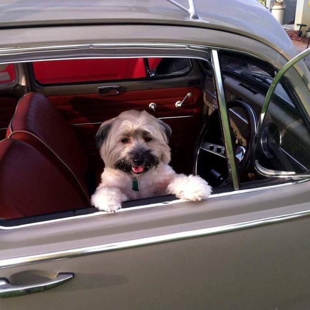Rico Inside Right Hand Drive VW Beetle