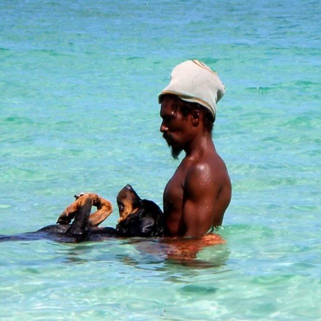 Dogs