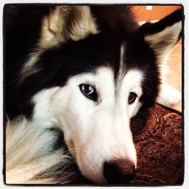 Meet Jack