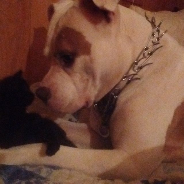 New Brother