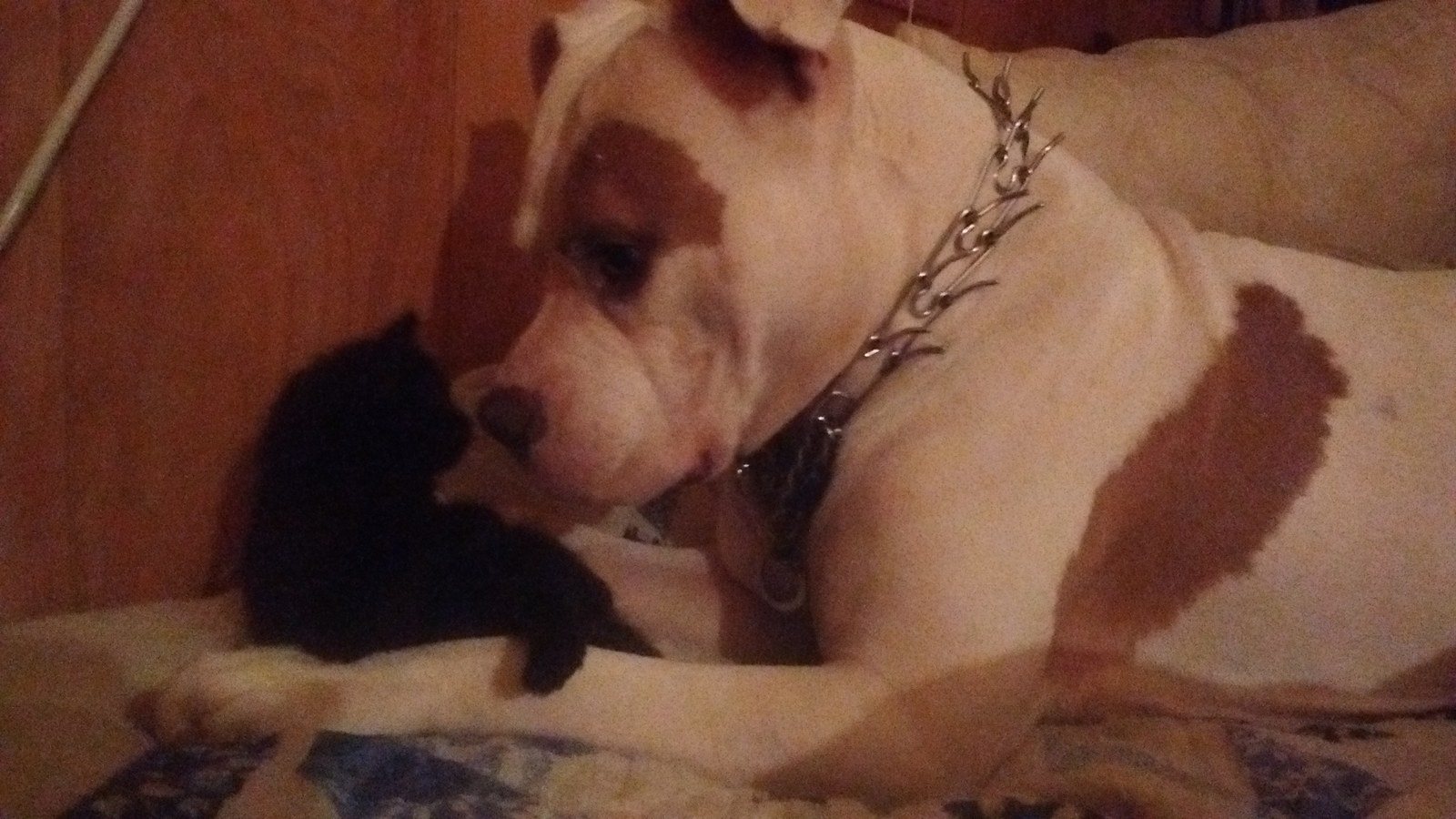 New Brother