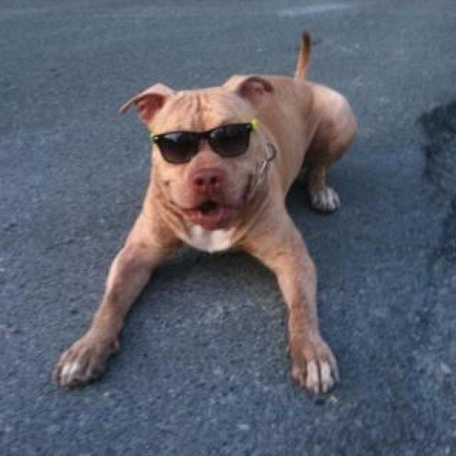 My Dog Wearing Glasses