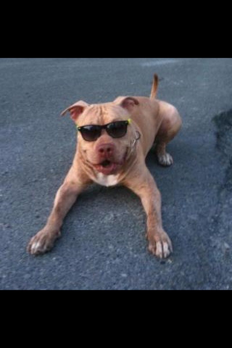 My Dog Wearing Glasses