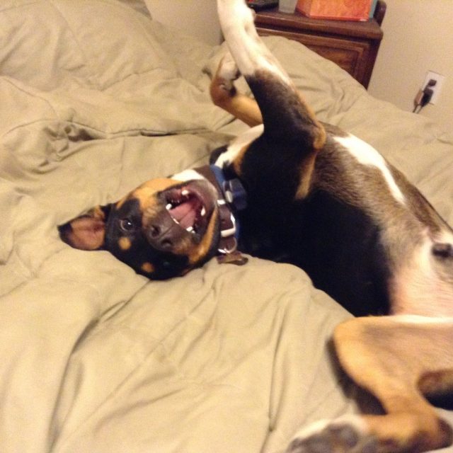 Im Sexy And I Know It