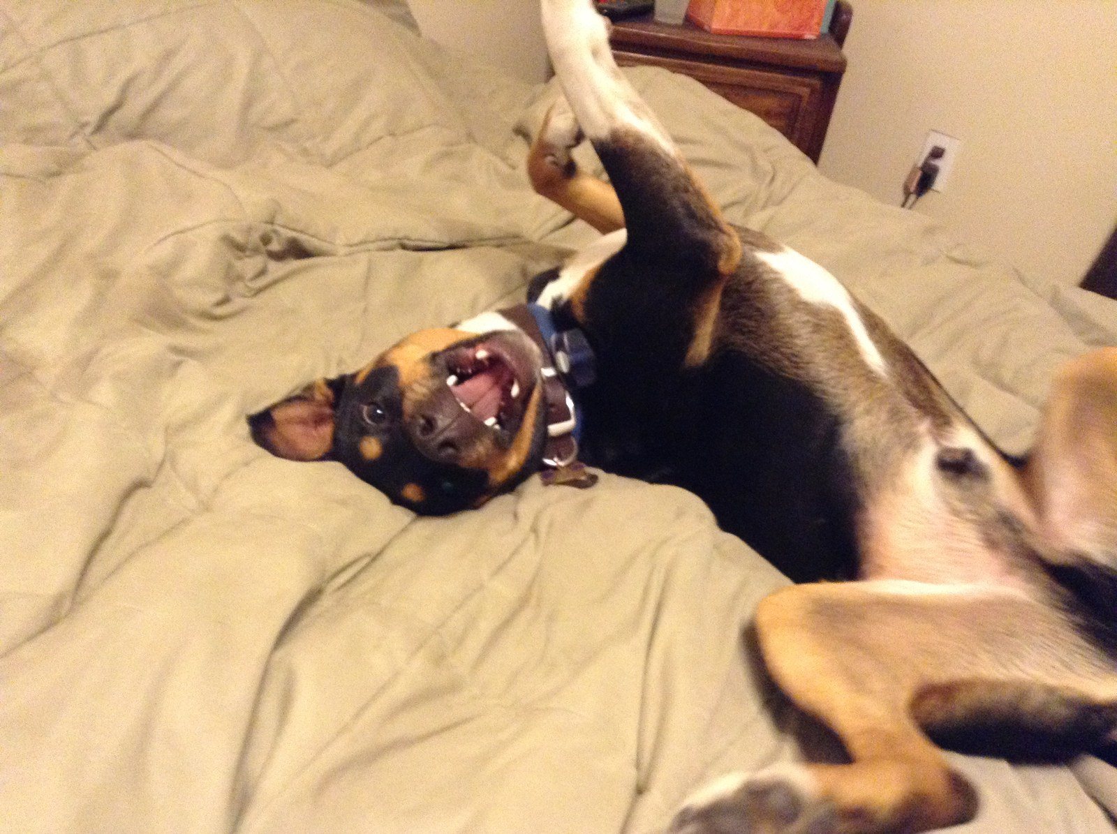 Im Sexy And I Know It