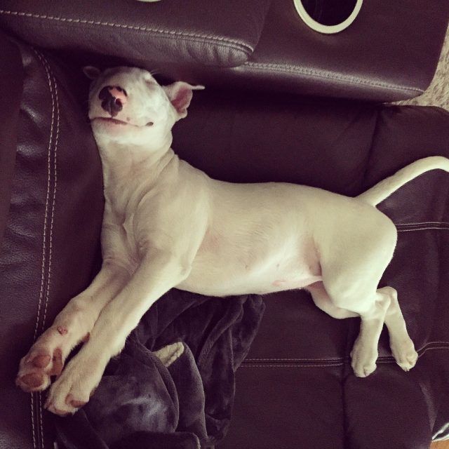 This Is One Comfy Puppy!