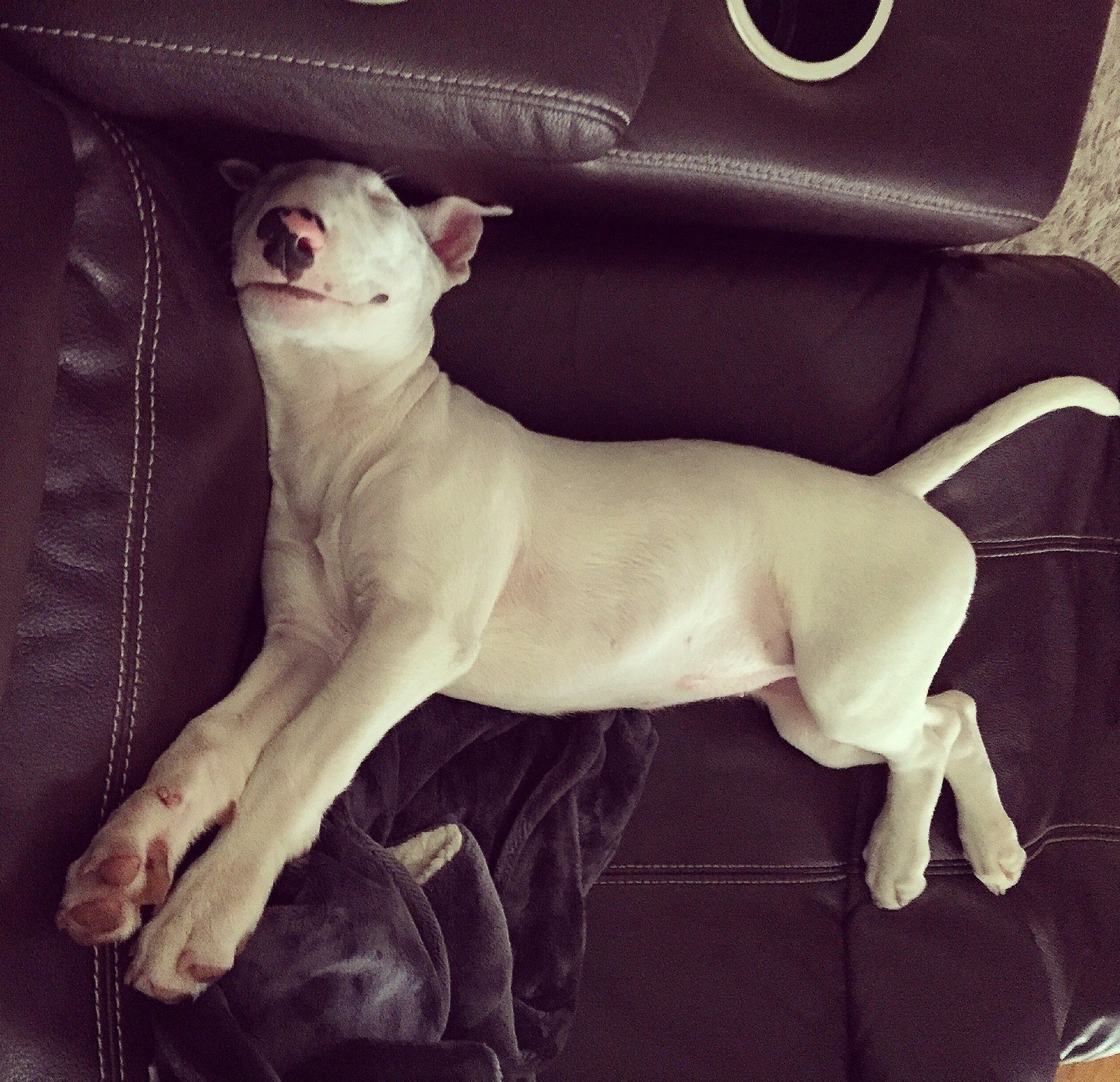 This Is One Comfy Puppy!
