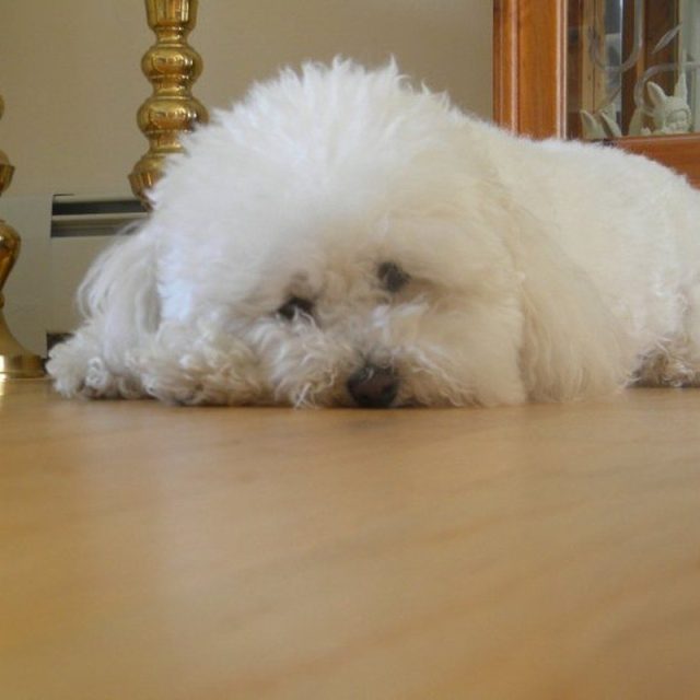 I'm Feeling Lazy