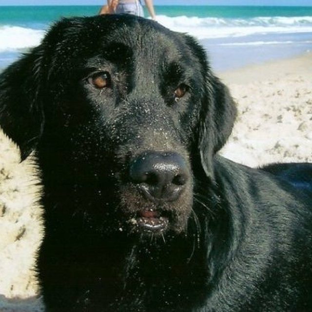Nothing Like A Salty Dog!