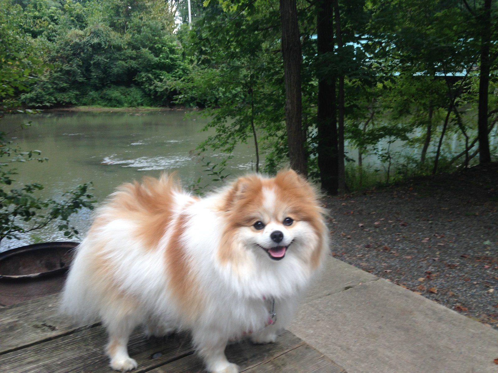 Lola