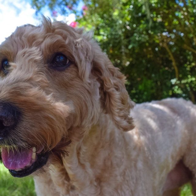 Daisy Is 12 But Still Looking Good