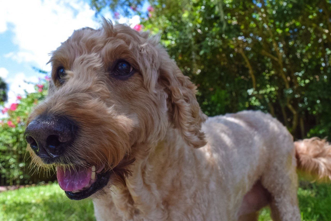 Daisy Is 12 But Still Looking Good