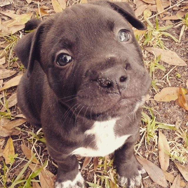 Puppy Love
