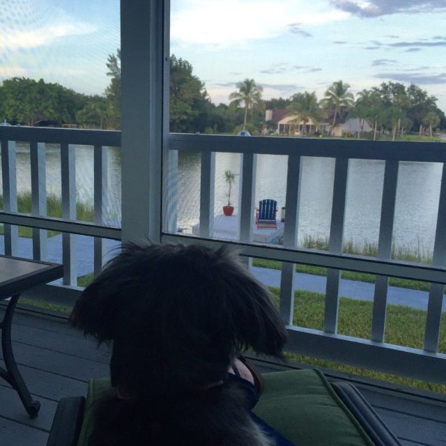 Miss Lilly Keeping An Eye On The Neighborhood
