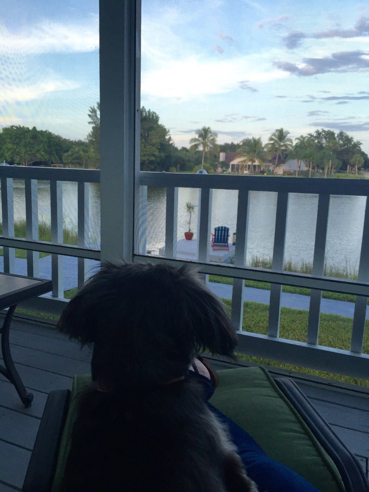 Miss Lilly Keeping An Eye On The Neighborhood