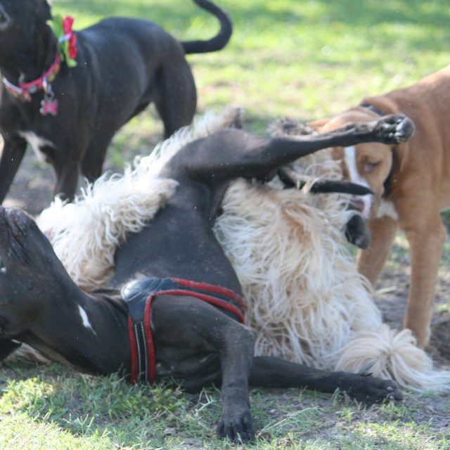 Dog Pile!!!!