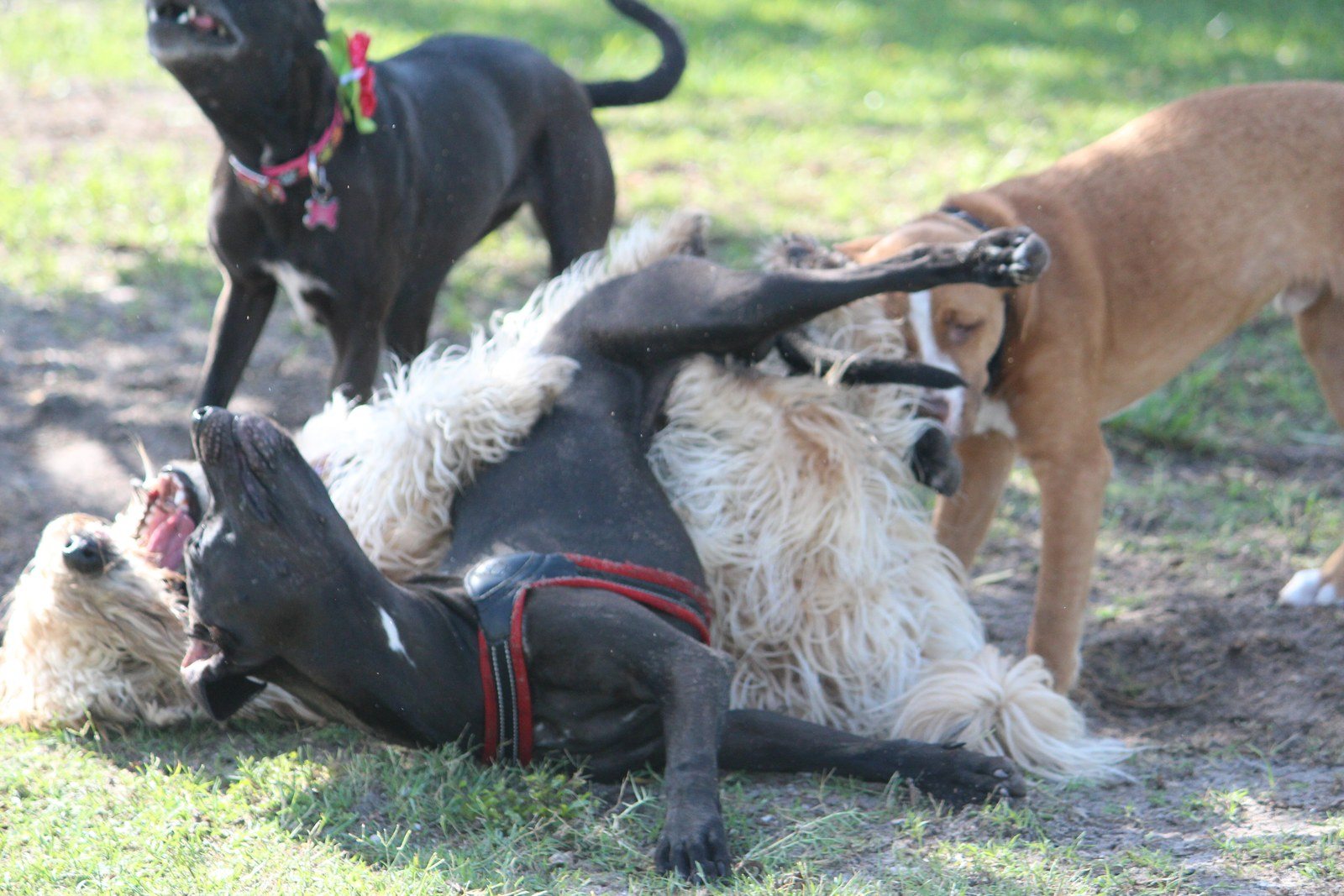 Dog Pile!!!!