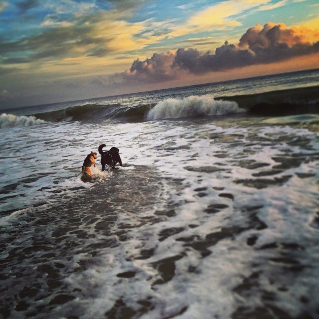 Dog Days Of Summer