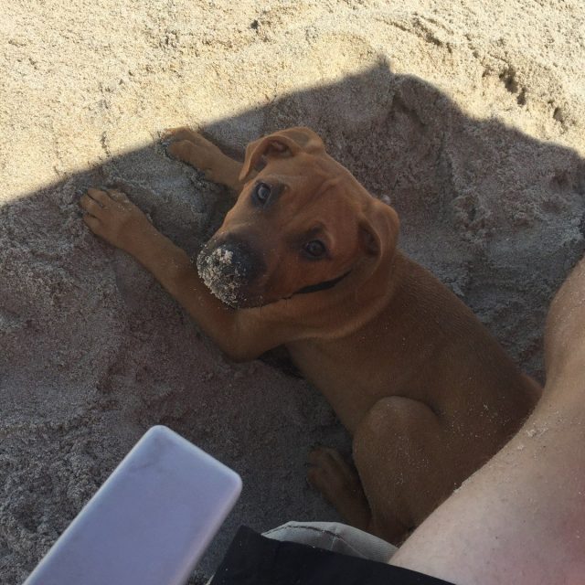 Copper Loves The Beach(: