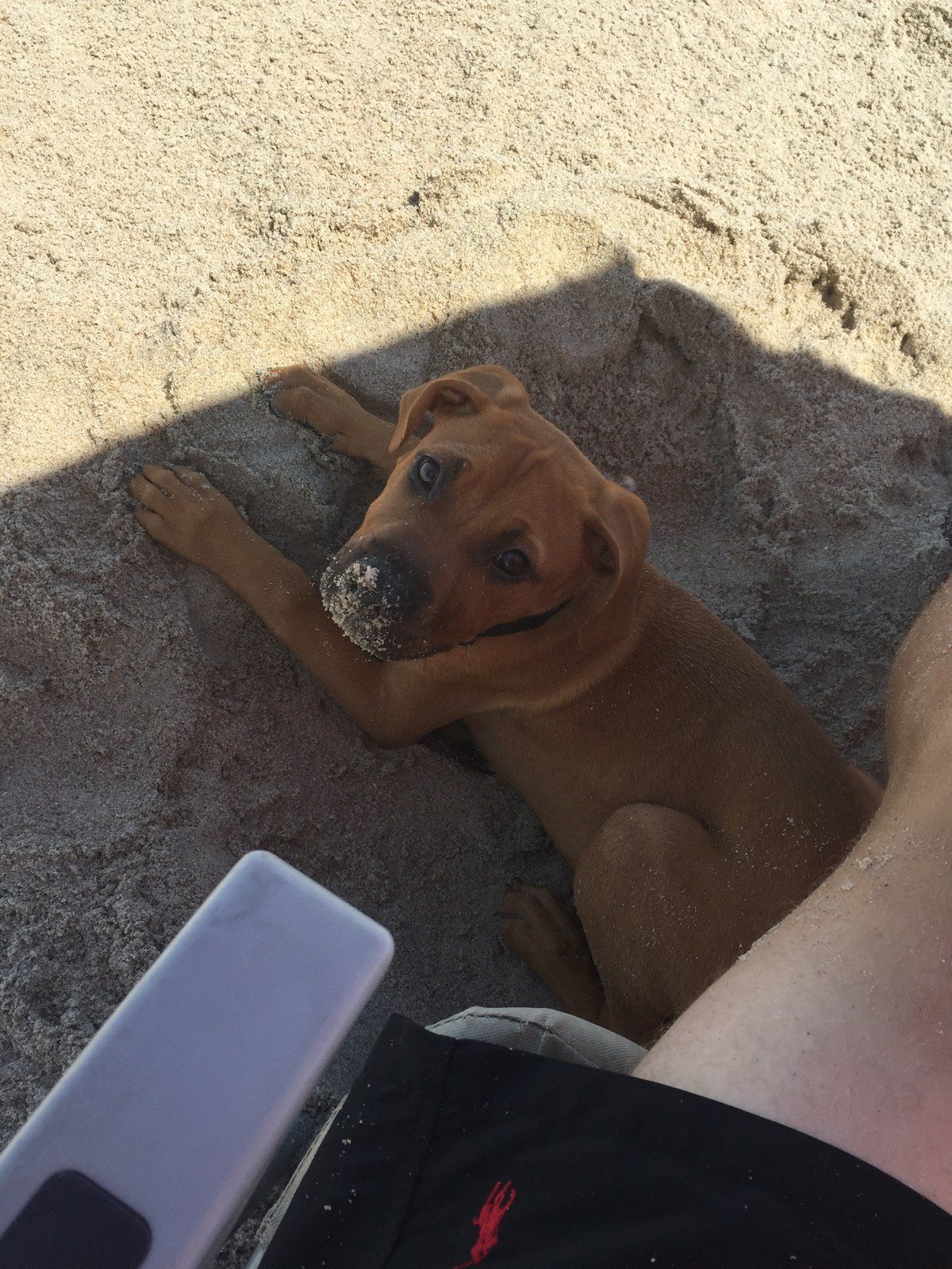 Copper Loves The Beach(: