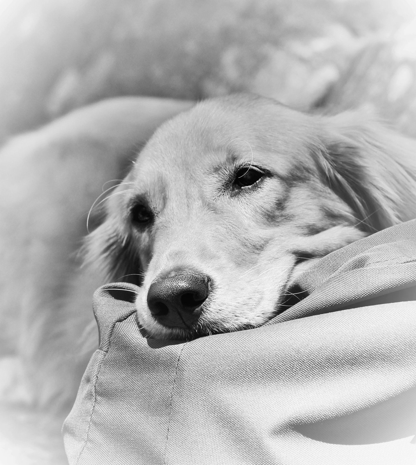 Dog Napping
