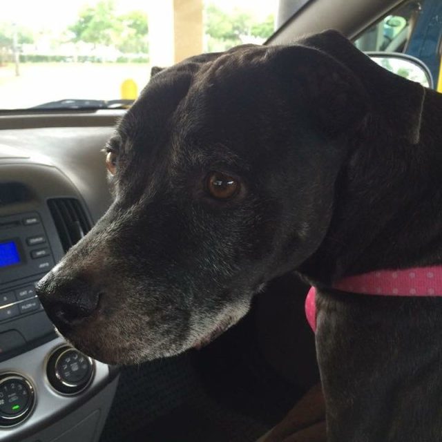 Roxy: Best Co-Pilot