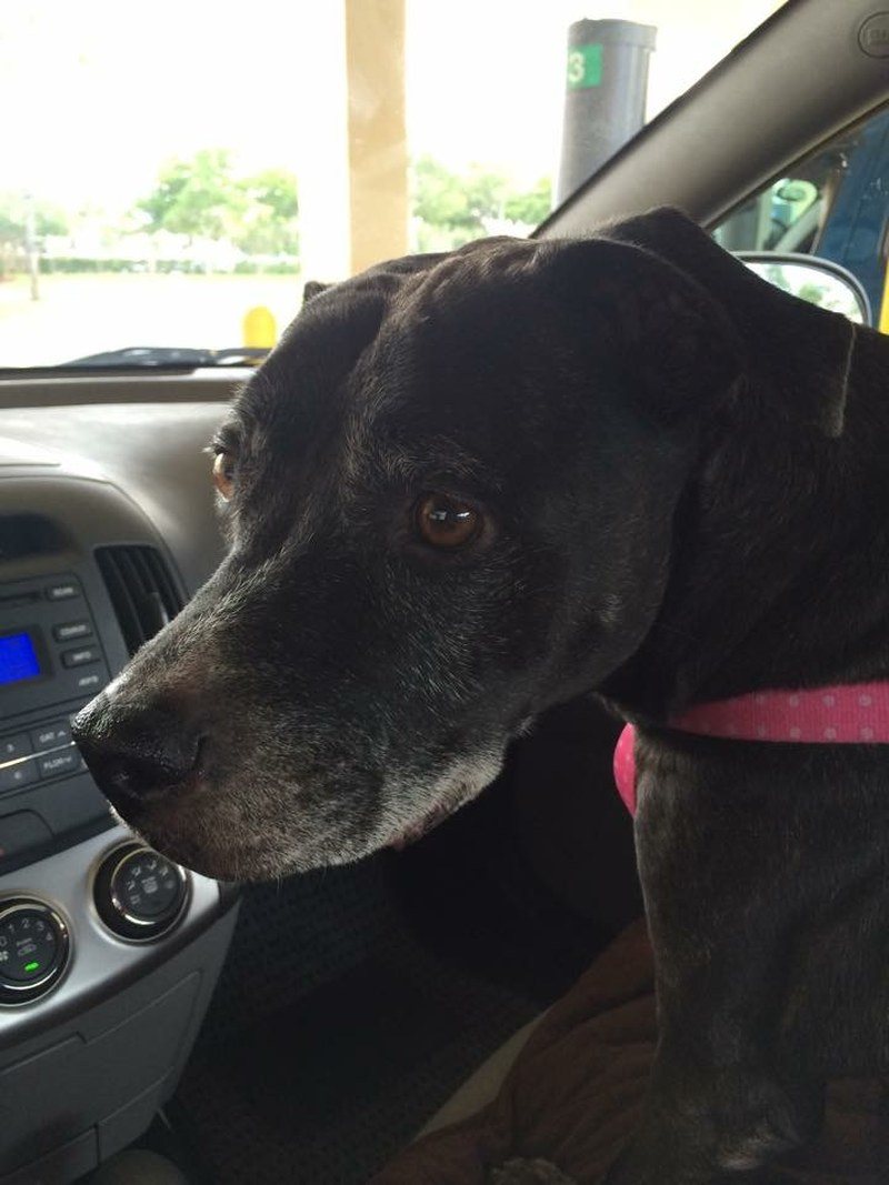 Roxy: Best Co-Pilot
