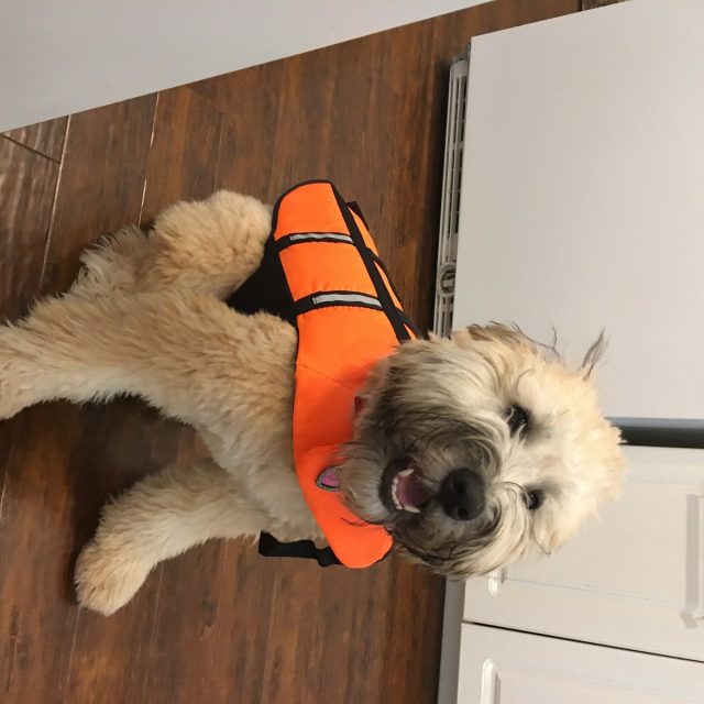Let's Go Swimming !!!