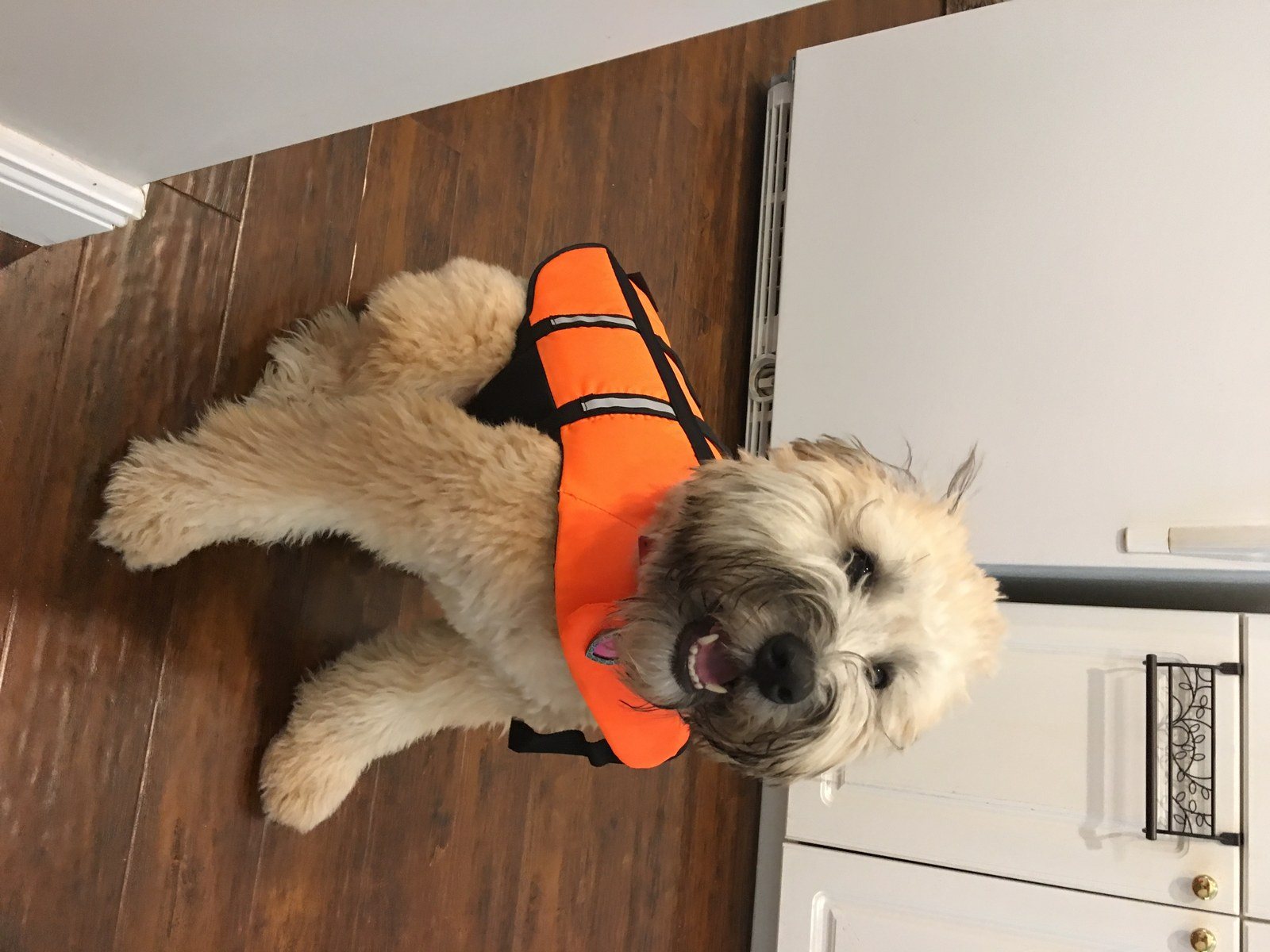Let's Go Swimming !!!