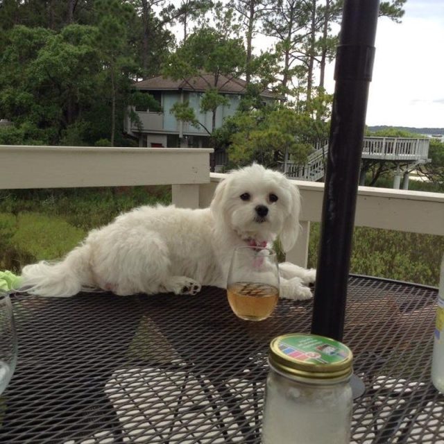 Enjoying A Glass Of Champagne