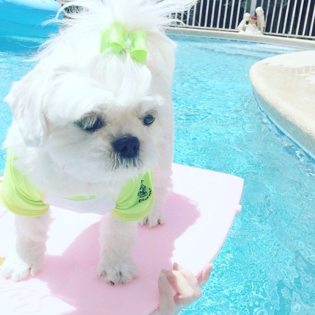 Surfing Sophie