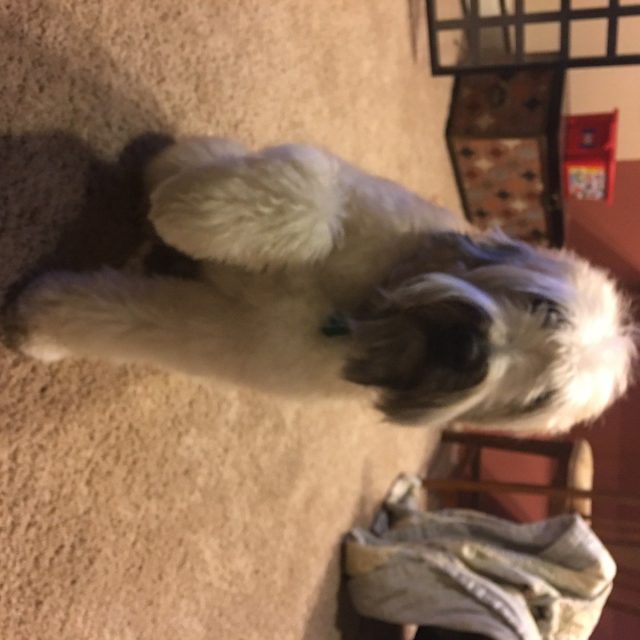 Nice To Meet You, My Name Is Auggie