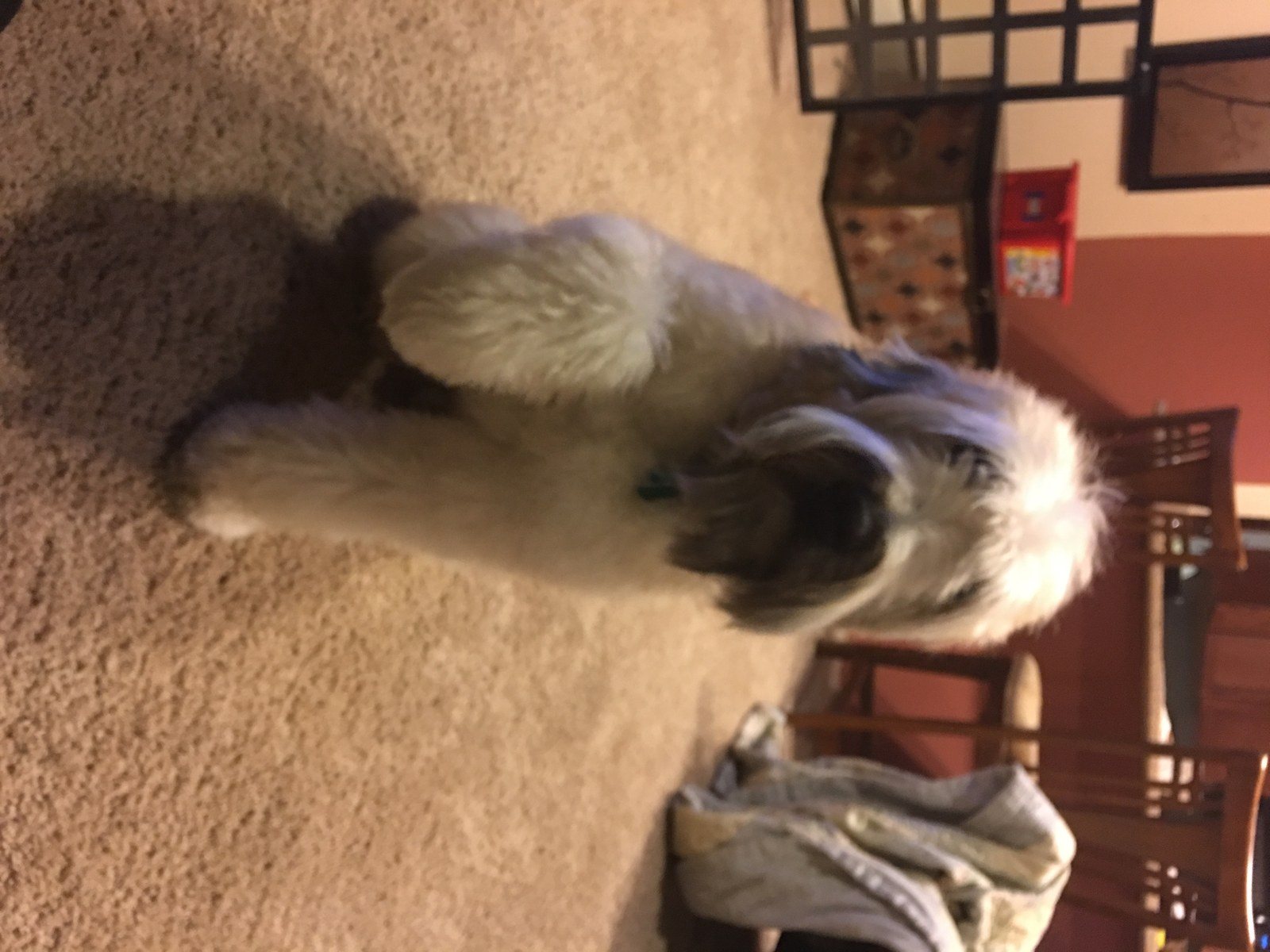 Nice To Meet You, My Name Is Auggie