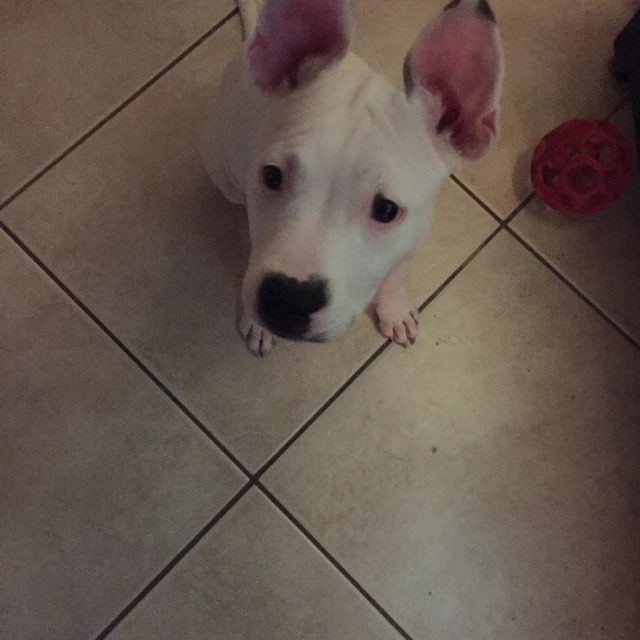Peanut, The Wannabe Dalmation