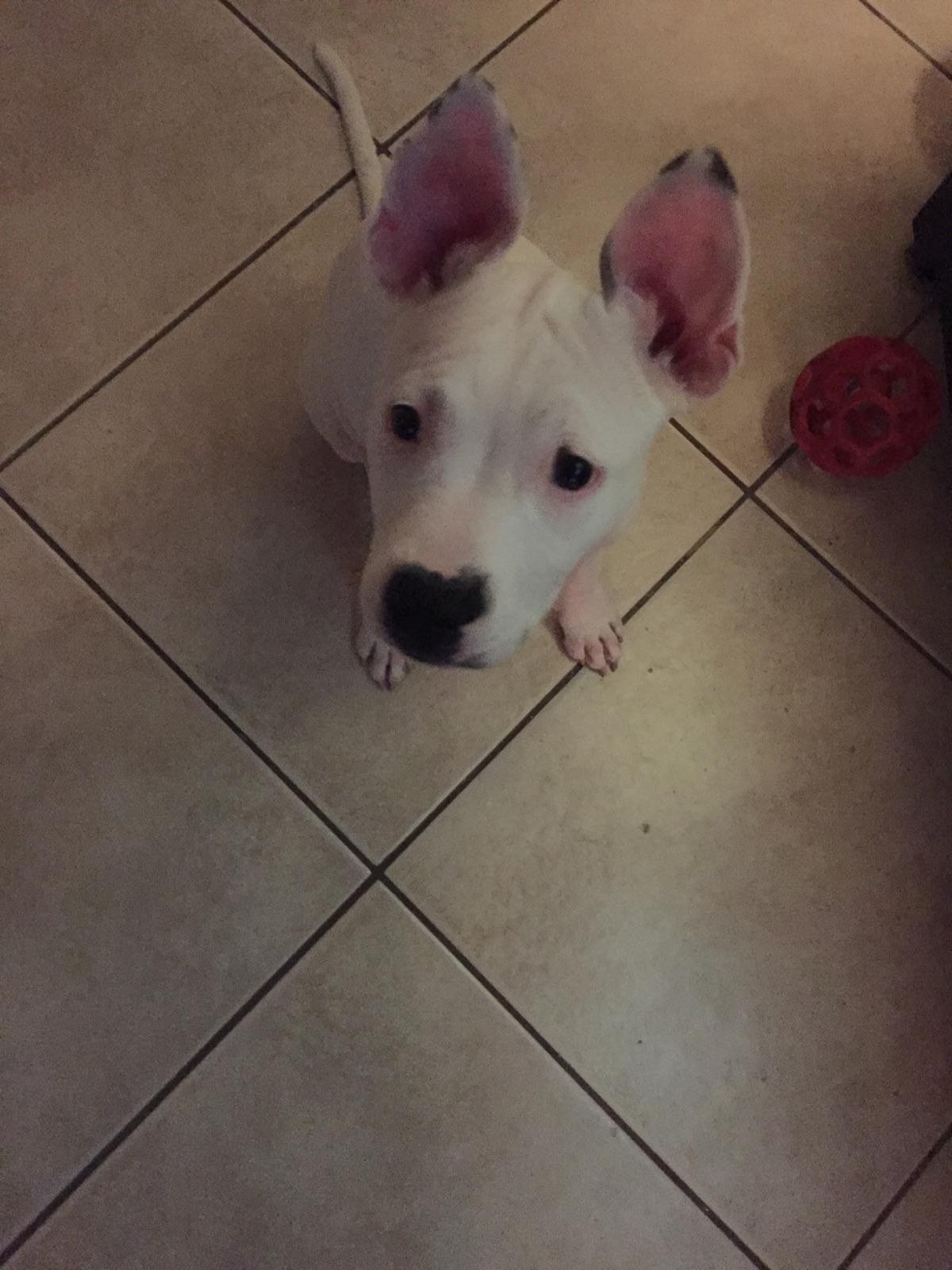 Peanut, The Wannabe Dalmation