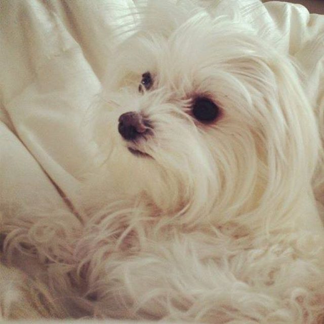 Sweet As Shug