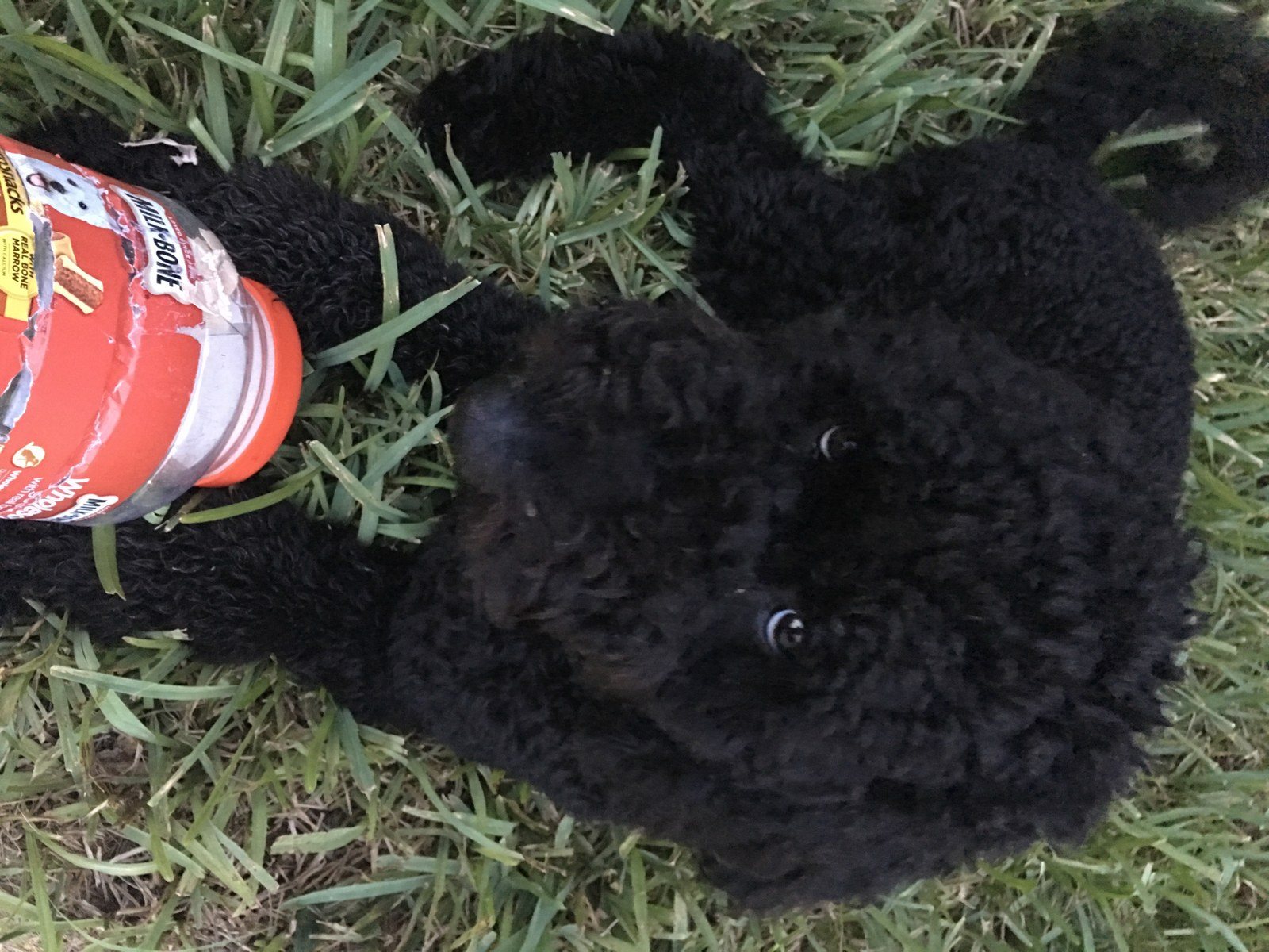 Murphy Really Wants A Cookie!!