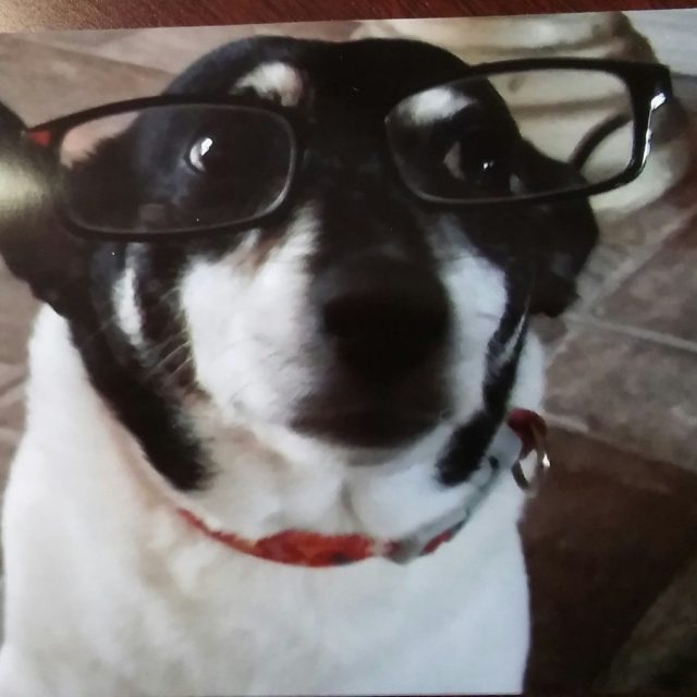 Smart Dog