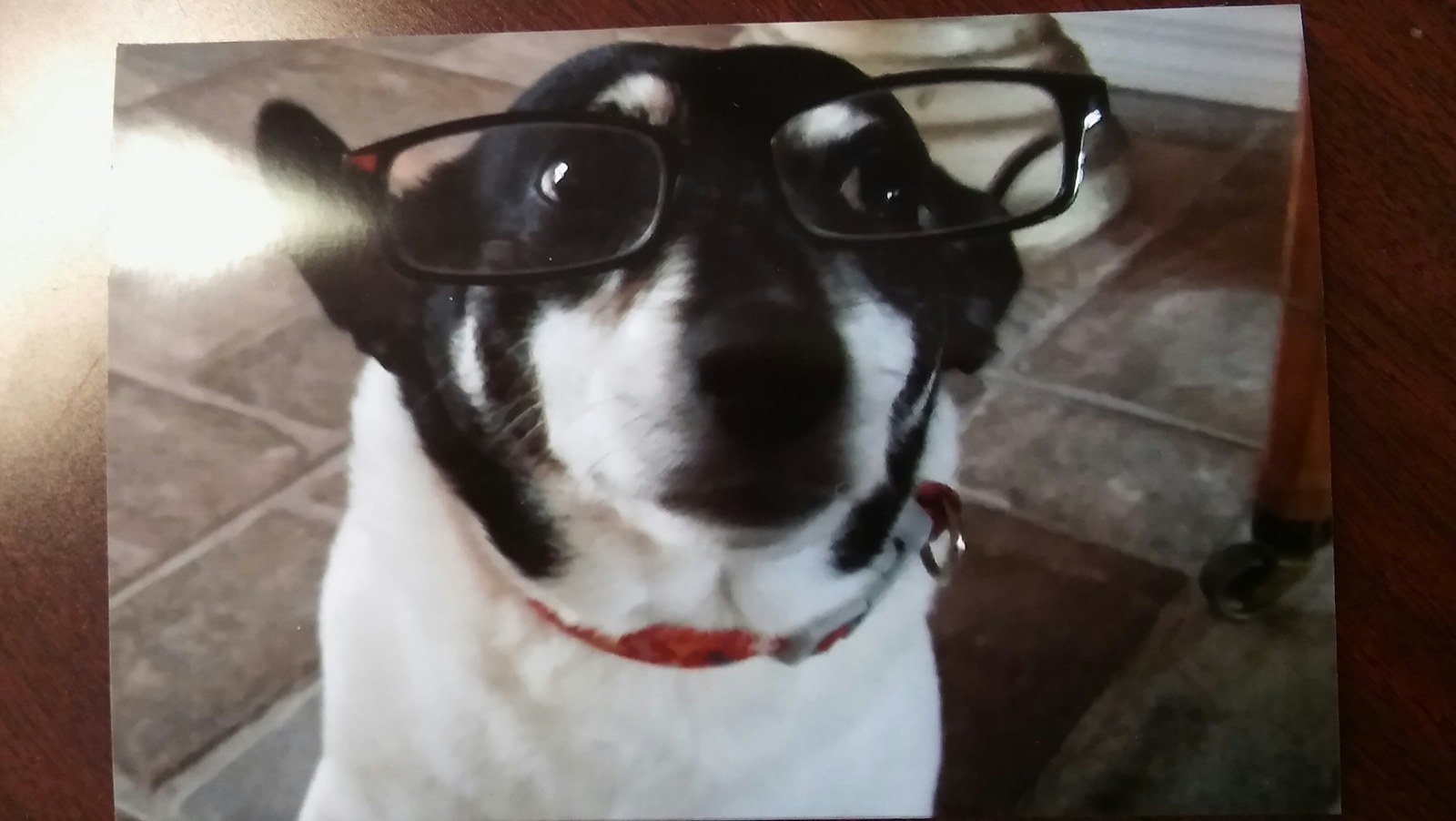 Smart Dog