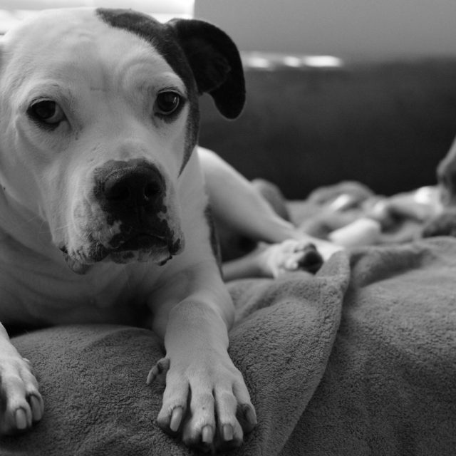 Lily The Rescue