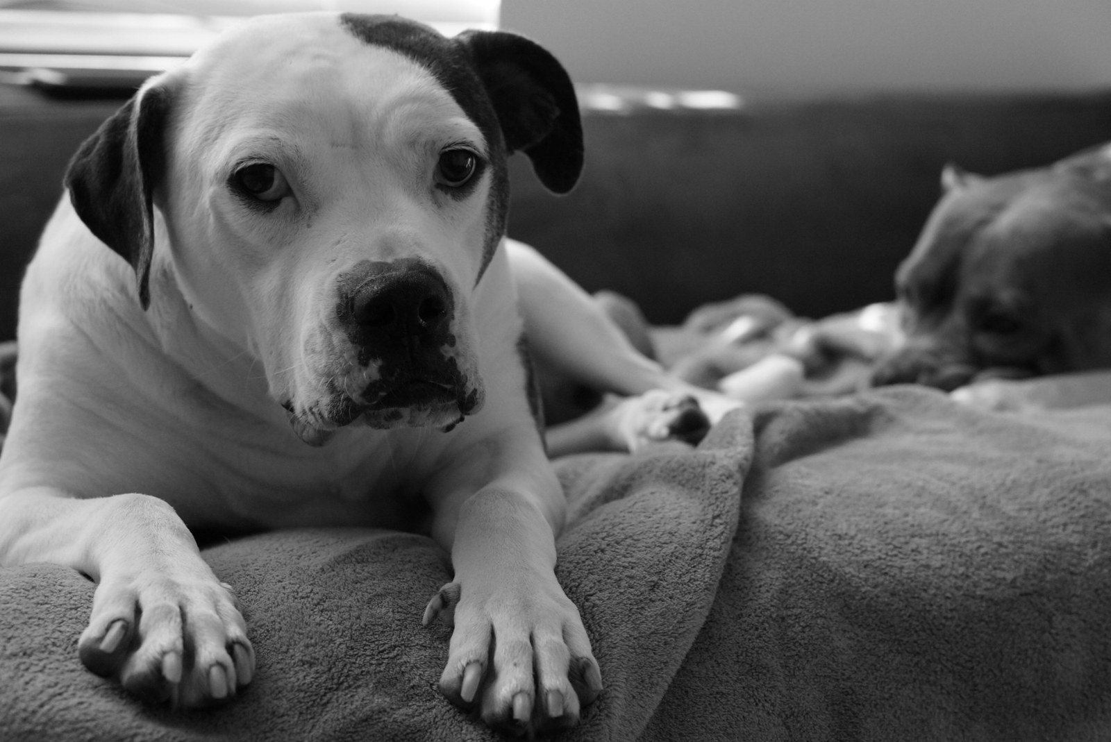 Lily The Rescue