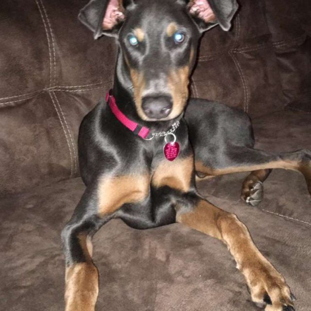 Blue Doberman