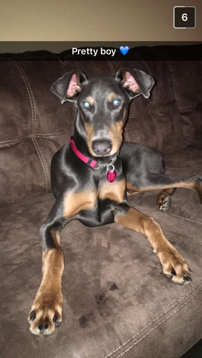Blue Doberman