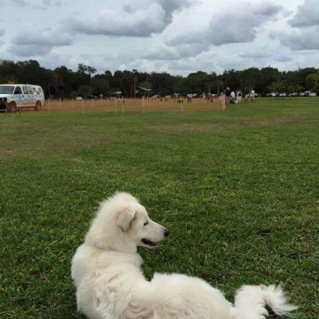 Gazing At The Beauty Of Vero Beach Dog Park While I Gaze At Her Beauty!
