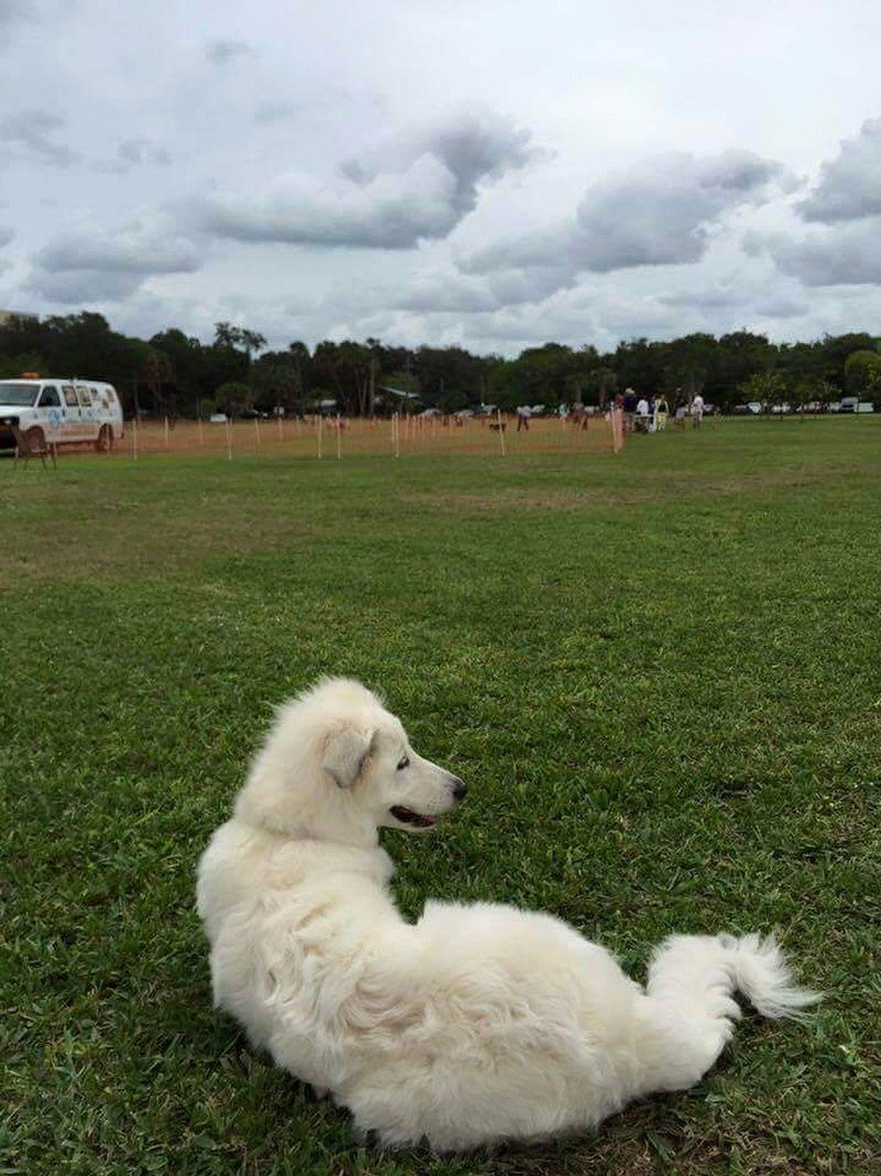 Gazing At The Beauty Of Vero Beach Dog Park While I Gaze At Her Beauty!