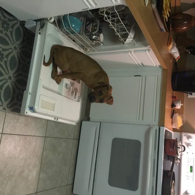 Copper Doing The Dishes(: