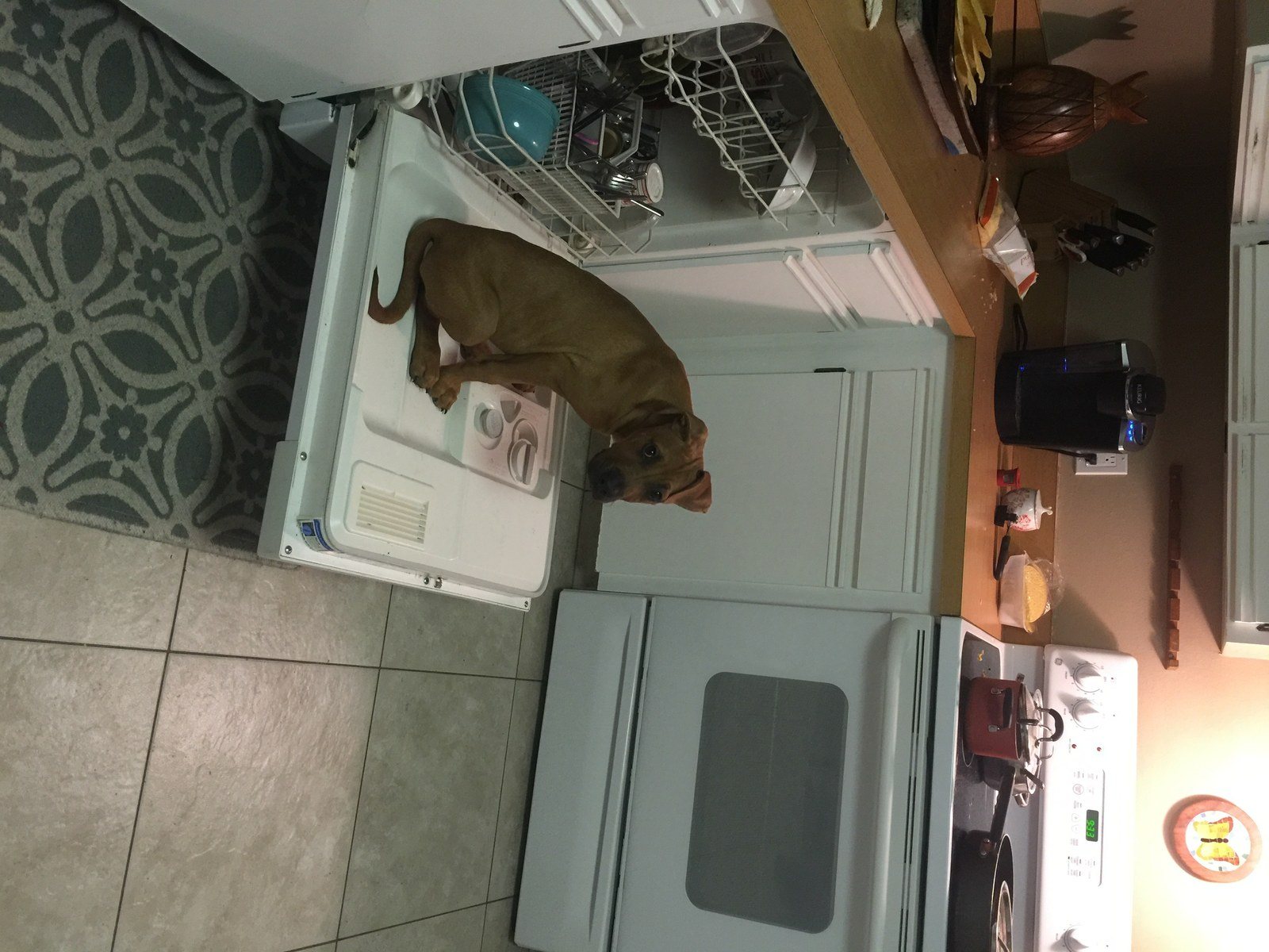 Copper Doing The Dishes(: