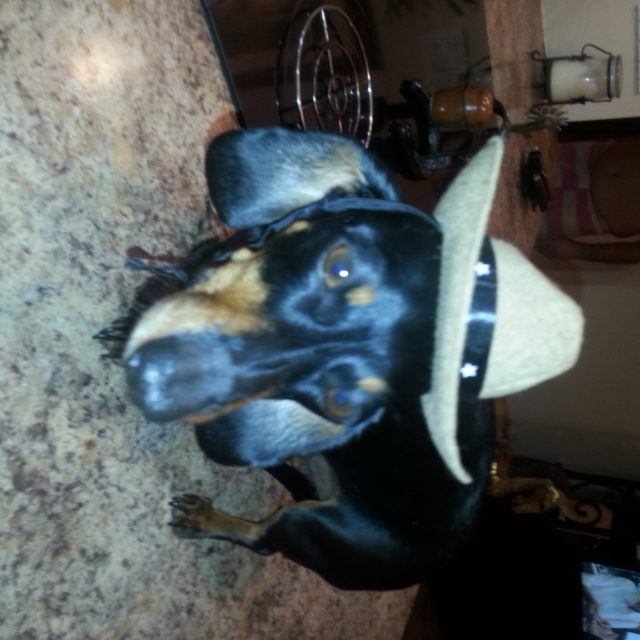 Git Along Little Doggie