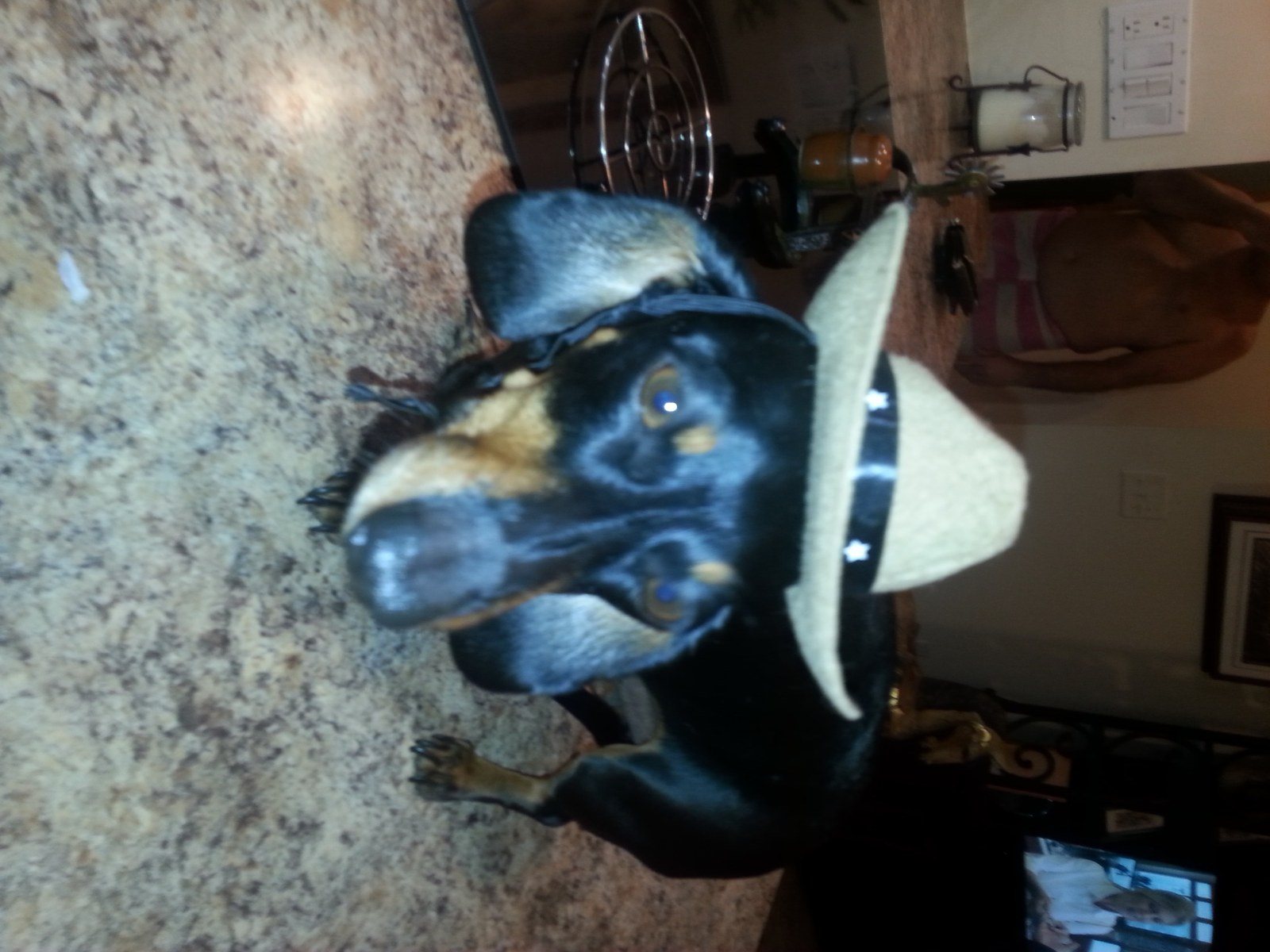 Git Along Little Doggie